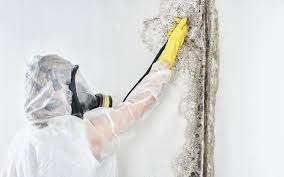 Best Environmental Consulting for Mold Prevention  in Lucas, TX